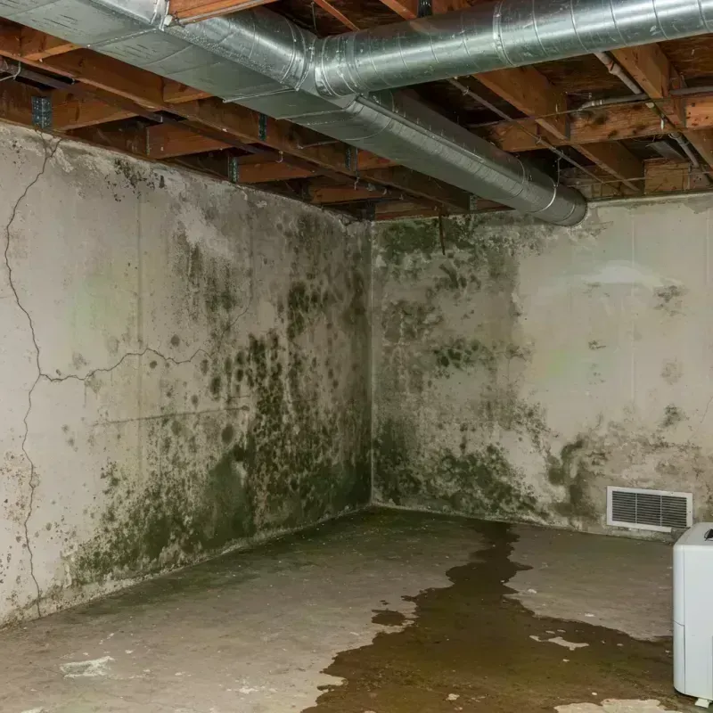 Professional Mold Removal in Williston Park, NY